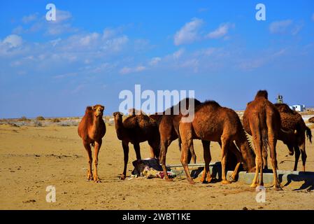 Incontro ravvicinato con una carovana di cammelli selvatici nel deserto di Maranjab, Aran o Bidgol, provincia di Isfahan, ne di Kashan, Iran. Cammelli che bevono Foto Stock