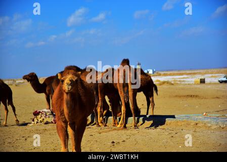 Incontro ravvicinato con una carovana di cammelli selvatici nel deserto di Maranjab, Aran o Bidgol, provincia di Isfahan, ne di Kashan, Iran. Cammelli che bevono Foto Stock