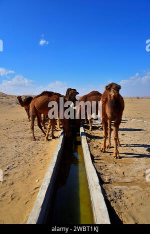 Incontro ravvicinato con una carovana di cammelli selvatici nel deserto di Maranjab, Aran o Bidgol, provincia di Isfahan, ne di Kashan, Iran. Cammelli che bevono Foto Stock