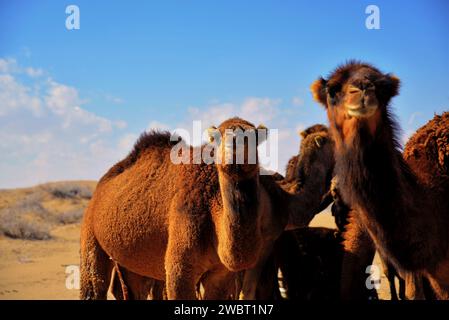 Incontro ravvicinato con una carovana di cammelli selvatici nel deserto di Maranjab, Aran o Bidgol, provincia di Isfahan, ne di Kashan, Iran Foto Stock