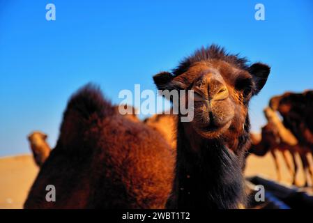 Incontro ravvicinato con una carovana di cammelli selvatici nel deserto di Maranjab, Aran o Bidgol, provincia di Isfahan, ne di Kashan, Iran Foto Stock