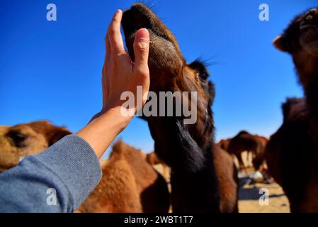 Incontro ravvicinato con una carovana di cammelli selvatici nel deserto di Maranjab, Aran o Bidgol, provincia di Isfahan, ne di Kashan, Iran. Dare un pacchetto a un cammello. Foto Stock