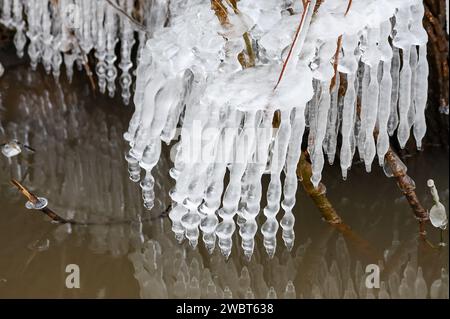 Sassonia-Anhalt, Oberröblingen: 12 gennaio 2024, i ghiaccioli appendono come dita ossee da rami e ramoscelli nell'area allagata dopo l'allagamento dell'Helme. Mentre la situazione alla diga e lungo l'Helme si sta allentando, il distretto di Mansfeld-Südharz sta progettando di revocare lo stato di emergenza. Nel distretto nel sud della Sassonia-Anhalt, il fiume Helme scoppiò in luoghi poco prima della fine dell'anno. Foto: Jan Woitas/dpa Foto Stock