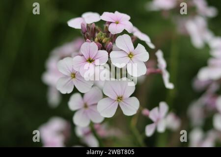 Primo piano di razzo dolce bianco e rosa, razzo dames o hesperis matronalis Foto Stock