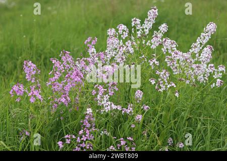 Masse di razzo dolce rosa e bianco, razzo dames o hesperis matronalis, che crescono in un prato Foto Stock