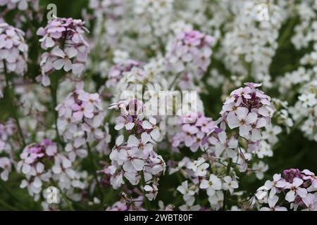 Masse di razzo dolce rosa e bianco, razzo dames o hesperis matronalis, che crescono in un prato Foto Stock