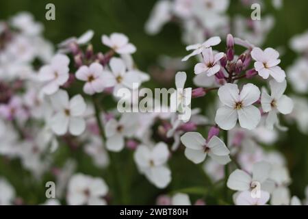 Primo piano di razzo dolce bianco e rosa, razzo dames o hesperis matronalis Foto Stock