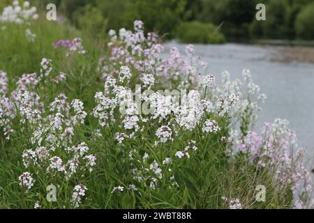 Masse di razzo dolce rosa e bianco, razzo dames o hesperis matronalis, che crescono in un prato Foto Stock