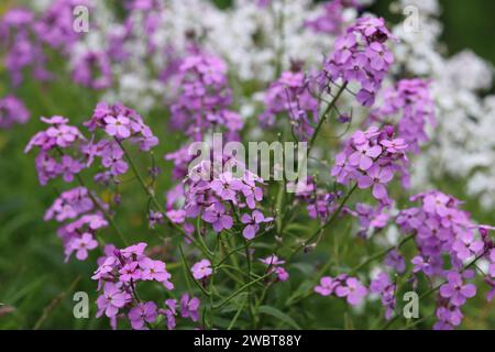 Primo piano di razzo dolce bianco e rosa, razzo dames o hesperis matronalis Foto Stock