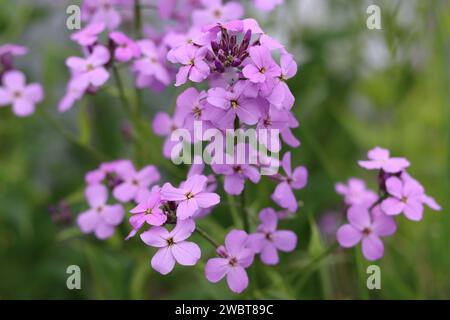 Primo piano di razzo dolce bianco e rosa, razzo dames o hesperis matronalis Foto Stock