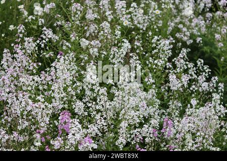 Masse di razzo dolce rosa e bianco, razzo dames o hesperis matronalis, che crescono in un prato Foto Stock