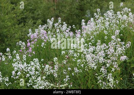 Masse di razzo dolce rosa e bianco, razzo dames o hesperis matronalis, che crescono in un prato Foto Stock