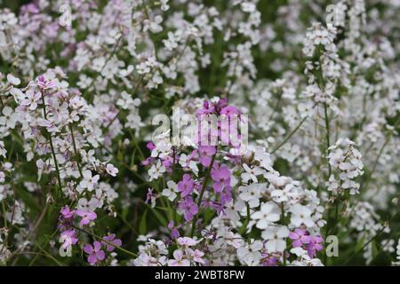 Masse di razzo dolce rosa e bianco, razzo dames o hesperis matronalis, che crescono in un prato Foto Stock