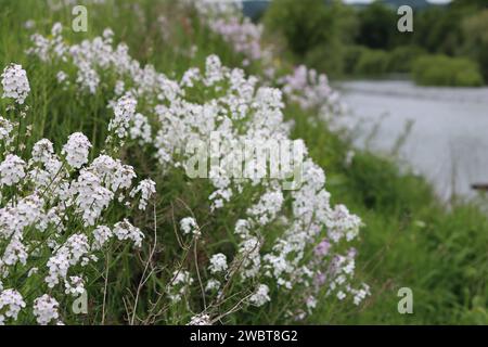 Masse di razzo dolce rosa e bianco, razzo dames o hesperis matronalis, che crescono in un prato Foto Stock