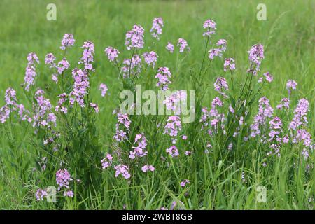 Masse di razzo dolce rosa, razzo dames o hesperis matronalis, che crescono in un prato Foto Stock