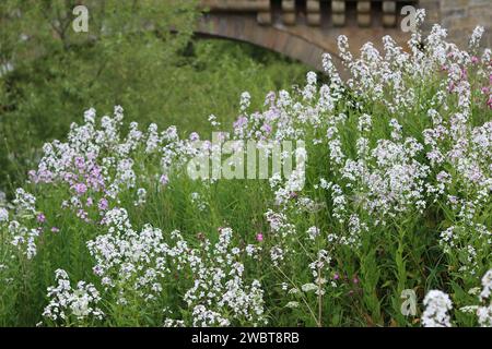 Masse di razzo dolce rosa e bianco, razzo dames o hesperis matronalis, che crescono in un prato Foto Stock