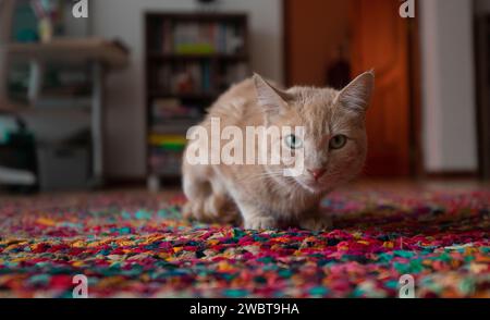 Vista ravvicinata di un gatto color mandarino adagiato su un tappeto multicolore, guardando la fotocamera curiosamente contro uno sfondo sfocato della fornace Foto Stock