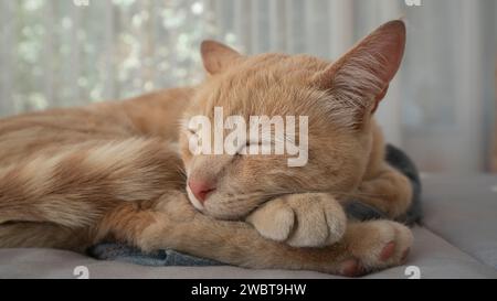Primo piano di un piccolo gatto color mandarino che dorme su un letto, con la testa poggiata sulle zampe, con uno sfondo finestra con tende fuori fuoco Foto Stock
