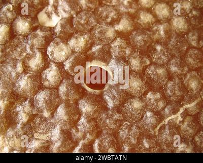 Un honeycom pieno di miele con una griglia aperta. Foto Stock