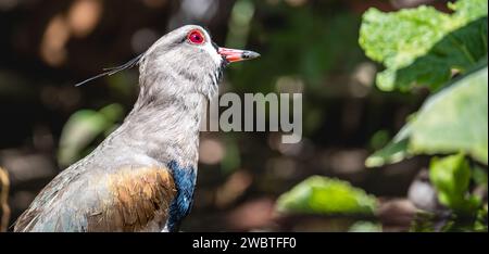 Foto ravvicinata del vanellus chilensis. Chi sta guardando in alto. Foto Stock