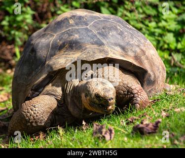 La tartaruga gigante delle Galapagos, un abitante iconico dell'arcipelago, si aggira con grazia senza tempo. Con una presenza maestosa, questo antico symbo marinaio Foto Stock