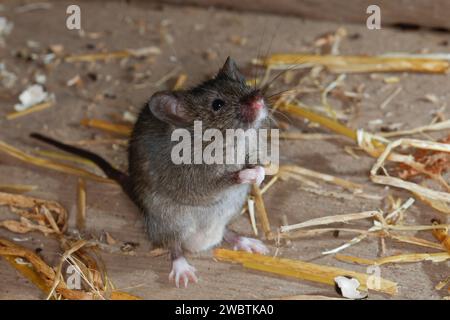 Hausmaus, Haus-Maus, Maus, Mäuse, Mus musculus, topo della casa, topo, topi, la Souris grise, Souris domestique, Souris commune Foto Stock