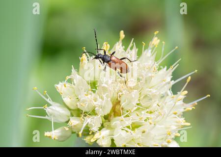 Un coleottero rosso con baffi lunghi si nutre di una cipolla in fiore. Un coleottero mustachioato su fiori bianchi. Insetti selvatici. Foto Stock