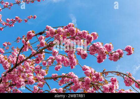 Ramo di ciliegio rosa in fiore su sfondo blu cielo, ciliegio in fiore in primavera, stagione hanami in Giappone Foto Stock