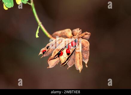 Abrus precatorius noto come semi di fagiolo di gelatina o semi di pisello rosario rosso e nero Foto Stock