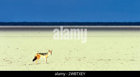 Sciacallo nero Lupulella mesomelas a Makgadikgadi Pan Botswana Foto Stock