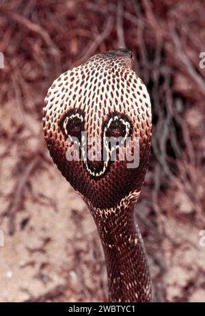 Cobra indiano (Naja naja) in posizione difensiva che mostra segni sul cofano Foto Stock