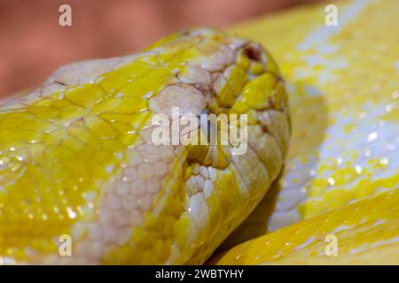 Python molurus bivittatus. Serpente giallo dorato. dettagli testa Foto Stock