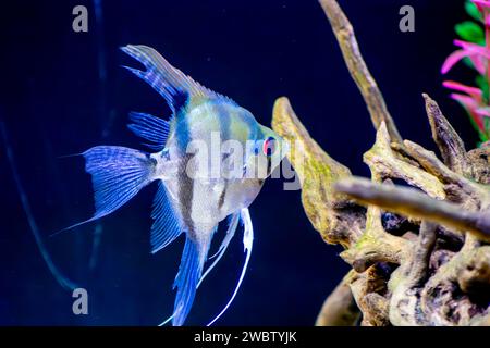 Primo piano di un acquario ornamentale, pesci Scalaria o pesci angelo Pterophyllum escalare Foto Stock