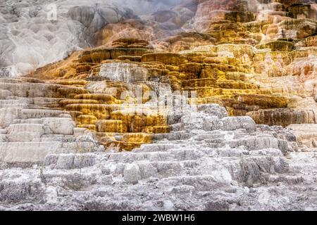 Le terrazze dorate e bianche delle sorgenti termali di Mammoth, il parco nazionale di Yellowstone Foto Stock