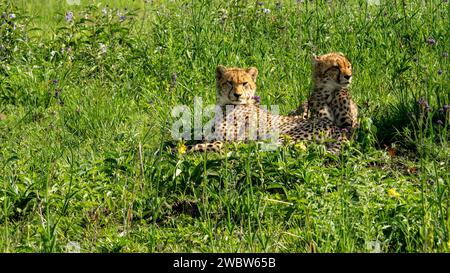 Due cuccioli di ghepardo dell'Africa sudorientale (Acinonyx jubatus jubatus) in un campo verde con fiori selvatici nel Mpumalanga orientale, Sudafrica. Foto Stock