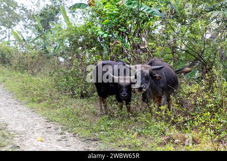 Due mitun sul lato di una strada sterrata, l'animale di stato di Nagaland e Arunachal Pradesh, Nagaland, India nordorientale Foto Stock