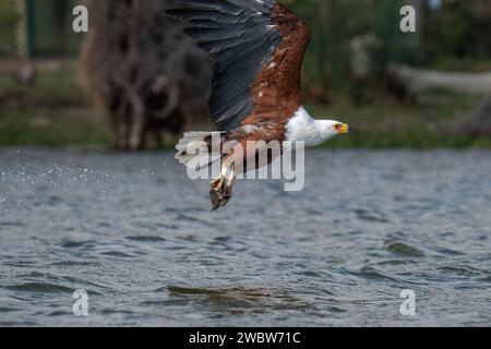 Un'aquila maestosa vola graziosamente attraverso il cielo sopra una vasta distesa di acqua scintillante, incorniciata da un lussureggiante sfondo di alberi verdeggianti Foto Stock