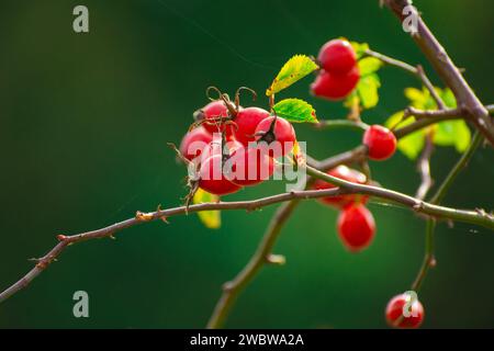 Molti frutti rossi di rosa selvatici su un ramo, vista alla fine di settembre Foto Stock