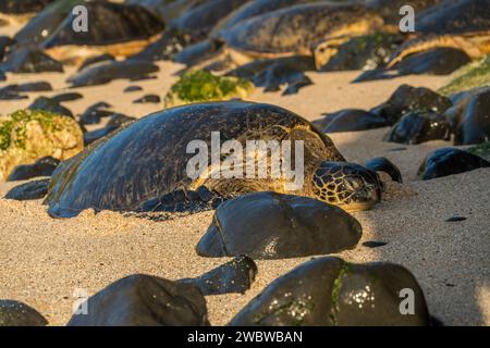 Riposa la tartaruga del Mare Verde, Chelonia mydas, sulle sabbie baciate dal sole di ho'okipa Beach, un faro di conservazione marina. Foto Stock