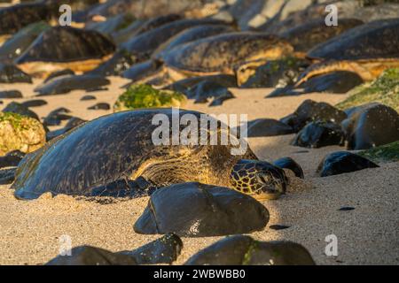 Riposa la tartaruga del Mare Verde, Chelonia mydas, sulle sabbie baciate dal sole di ho'okipa Beach, un faro di conservazione marina. Foto Stock