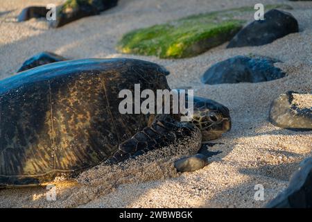 Riposa la tartaruga del Mare Verde, Chelonia mydas, sulle sabbie baciate dal sole di ho'okipa Beach, un faro di conservazione marina. Foto Stock