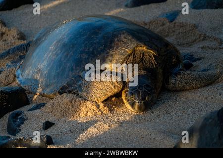 Riposa la tartaruga del Mare Verde, Chelonia mydas, sulle sabbie baciate dal sole di ho'okipa Beach, un faro di conservazione marina. Foto Stock