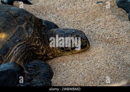 Riposa la tartaruga del Mare Verde, Chelonia mydas, sulle sabbie baciate dal sole di ho'okipa Beach, un faro di conservazione marina. Foto Stock