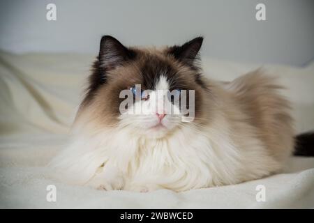 Bellissimo giovane gatto Ragdoll bianco con occhi blu, sul letto di casa. Foto Stock