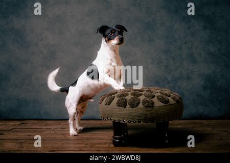 Jack Russell terreirs Foto Stock