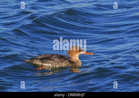 Merganser dal petto rosso (serratore Mergus / serratore Merganser) femmina che nuota lungo la costa del Mare del Nord in inverno Foto Stock