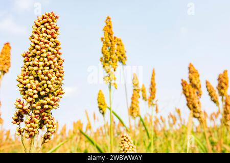 : Campo di impianto di sorgo in Oberbayern, Inn-Salzach, alta Baviera, Bayern, Baviera, Germania Foto Stock