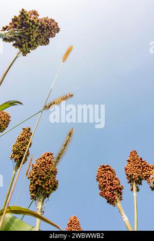 : Campo di impianto di sorgo in Oberbayern, Inn-Salzach, alta Baviera, Bayern, Baviera, Germania Foto Stock