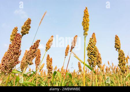 : Campo di impianto di sorgo in Oberbayern, Inn-Salzach, alta Baviera, Bayern, Baviera, Germania Foto Stock