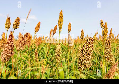 : Campo di impianto di sorgo in Oberbayern, Inn-Salzach, alta Baviera, Bayern, Baviera, Germania Foto Stock